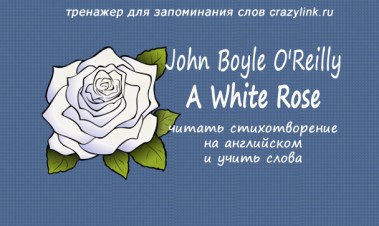 J.B. OReilly - A White Rose